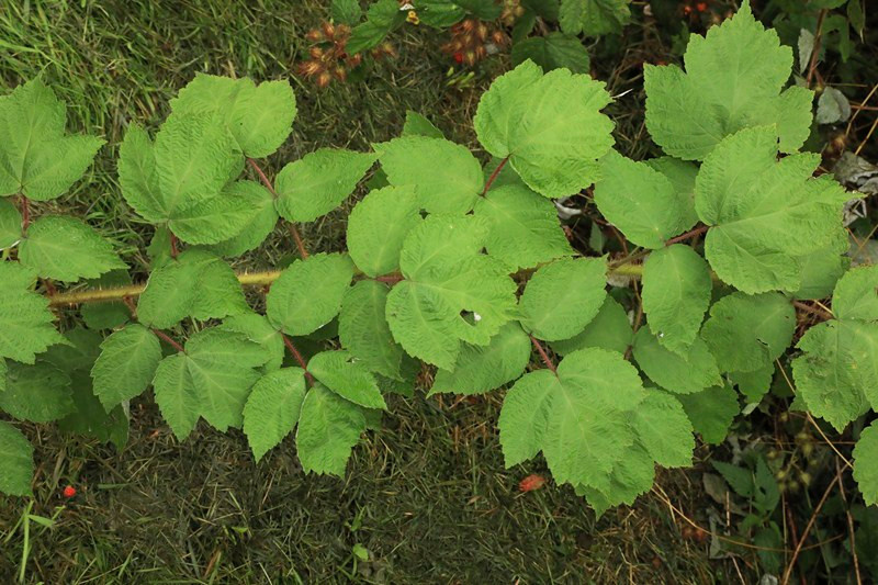 k-03_Rubus phoenicolasius_Schößling.JPG