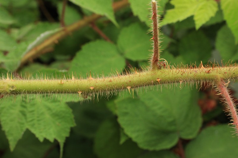 k-04_Rubus phoenicolasius_Schössling Detail.jpg