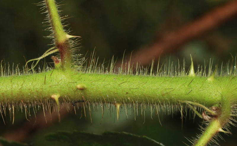 k-05_Rubus phoenicolasius_Schösling Ausschnitt.JPG