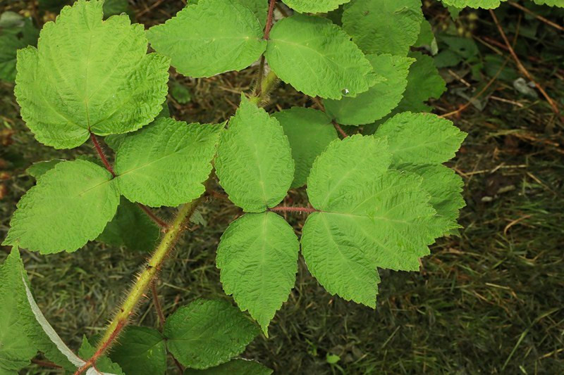 k-06_Rubus phoenicolasius_Blatt.JPG