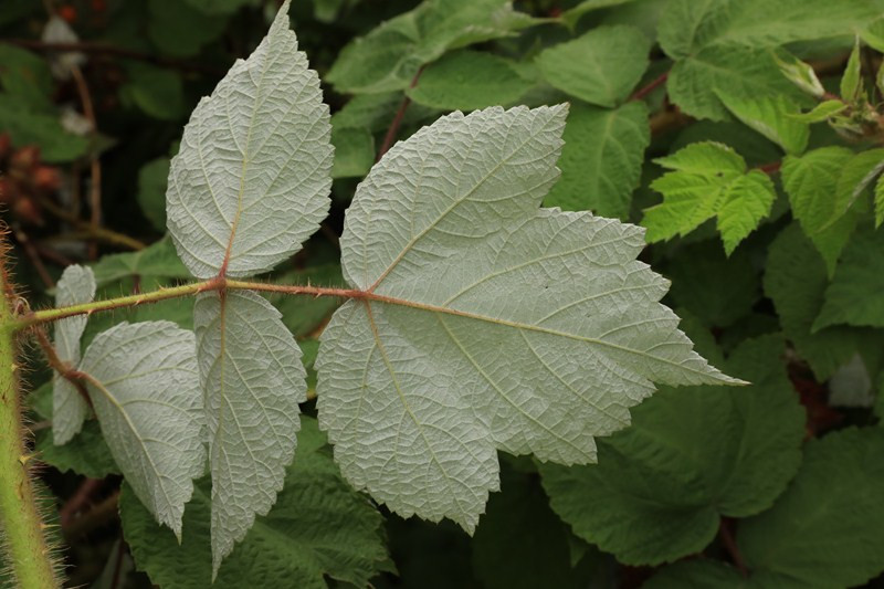 k-07_Rubus phoenicolasius_Blatt Rückseite.JPG