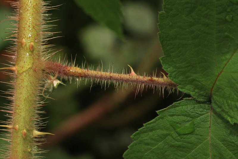 k-09_Rubus phoenicolasius_Blattstiel.JPG