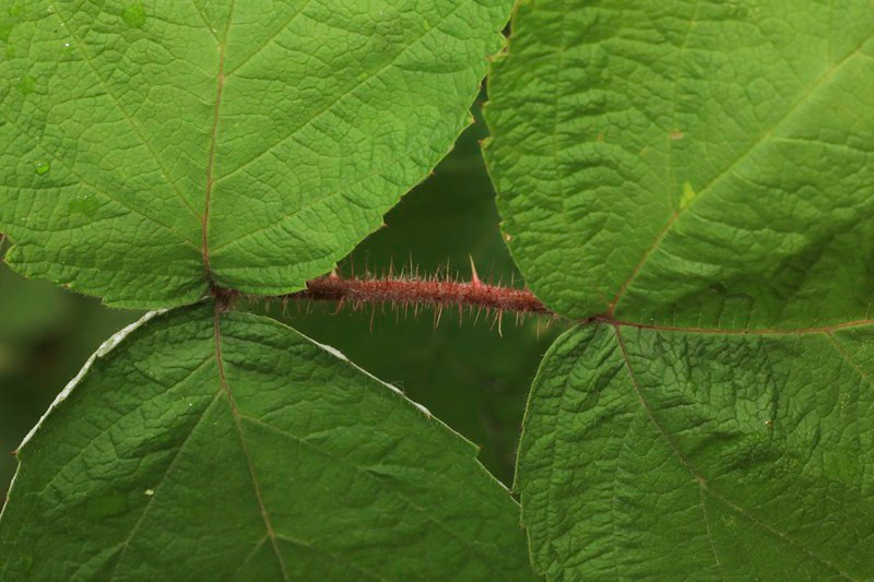 k-10_Rubus phoenicolasius_Stiel Endblättchen.JPG
