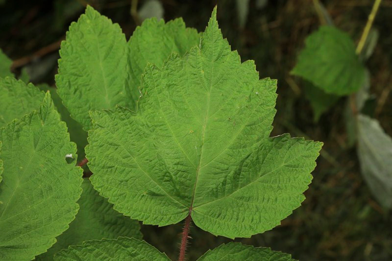 k-11_Rubus phoenicolasius_Endblättchen.JPG