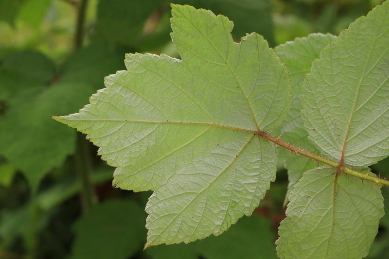 k-12_Rubus phoenicolasius_Endblättchen Rückseite.JPG