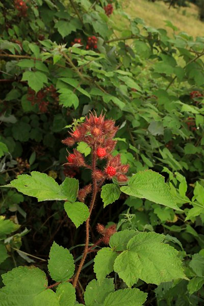 k-18_Rubus phoenicolasius_Fruchtstand.JPG