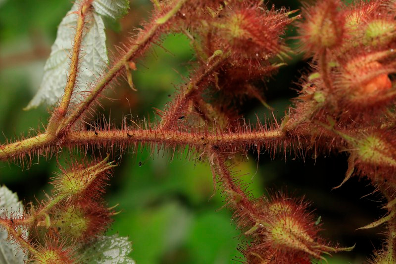 k-19_Rubus phoenicolasius_Fruchtstandsachse.JPG