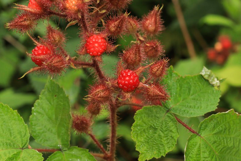 k-20_Rubus phoenicolasius_Früchte.JPG