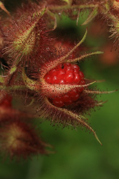 k-21_Rubus phoenicolasius_Früchte Detail.jpg