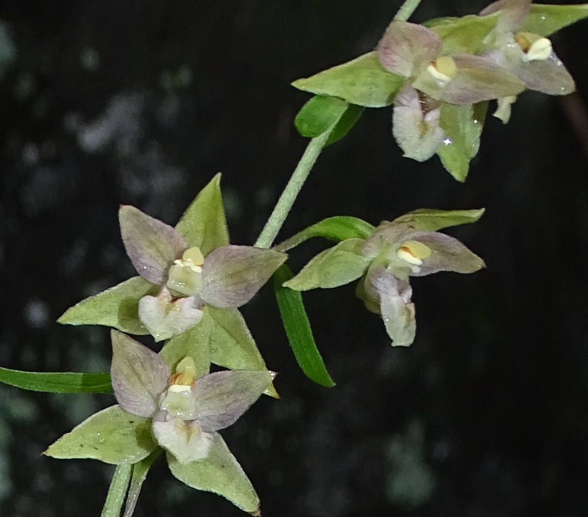 Epipactis2.jpg