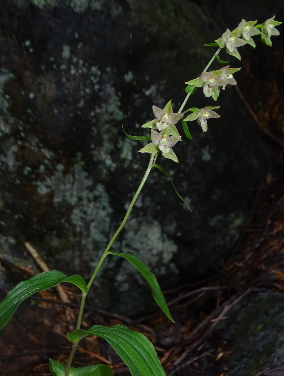 Epipactis1.jpg