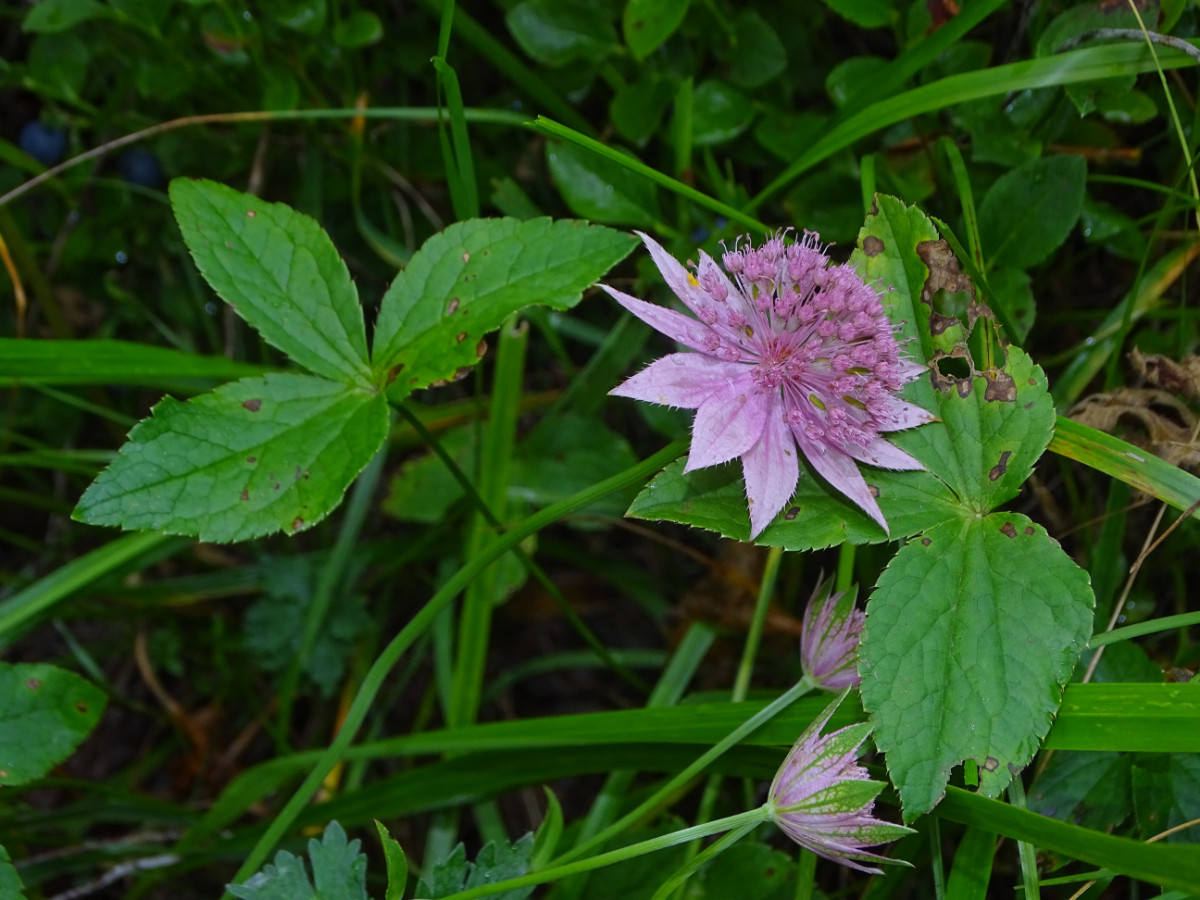 Astrantia.JPG