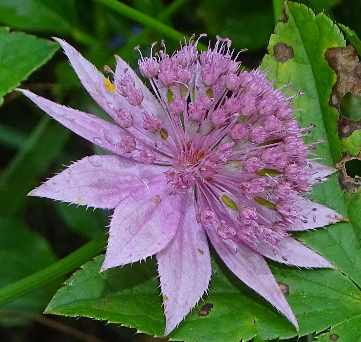 Astrantiab.jpg