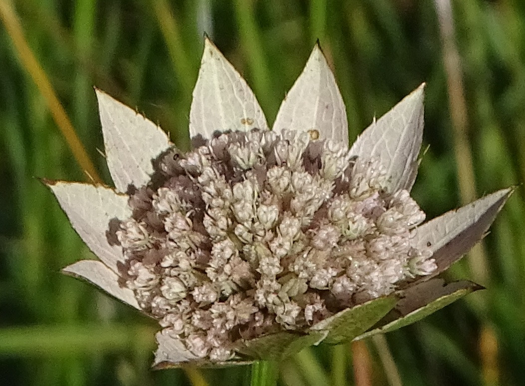 Astrantia 3b.jpg