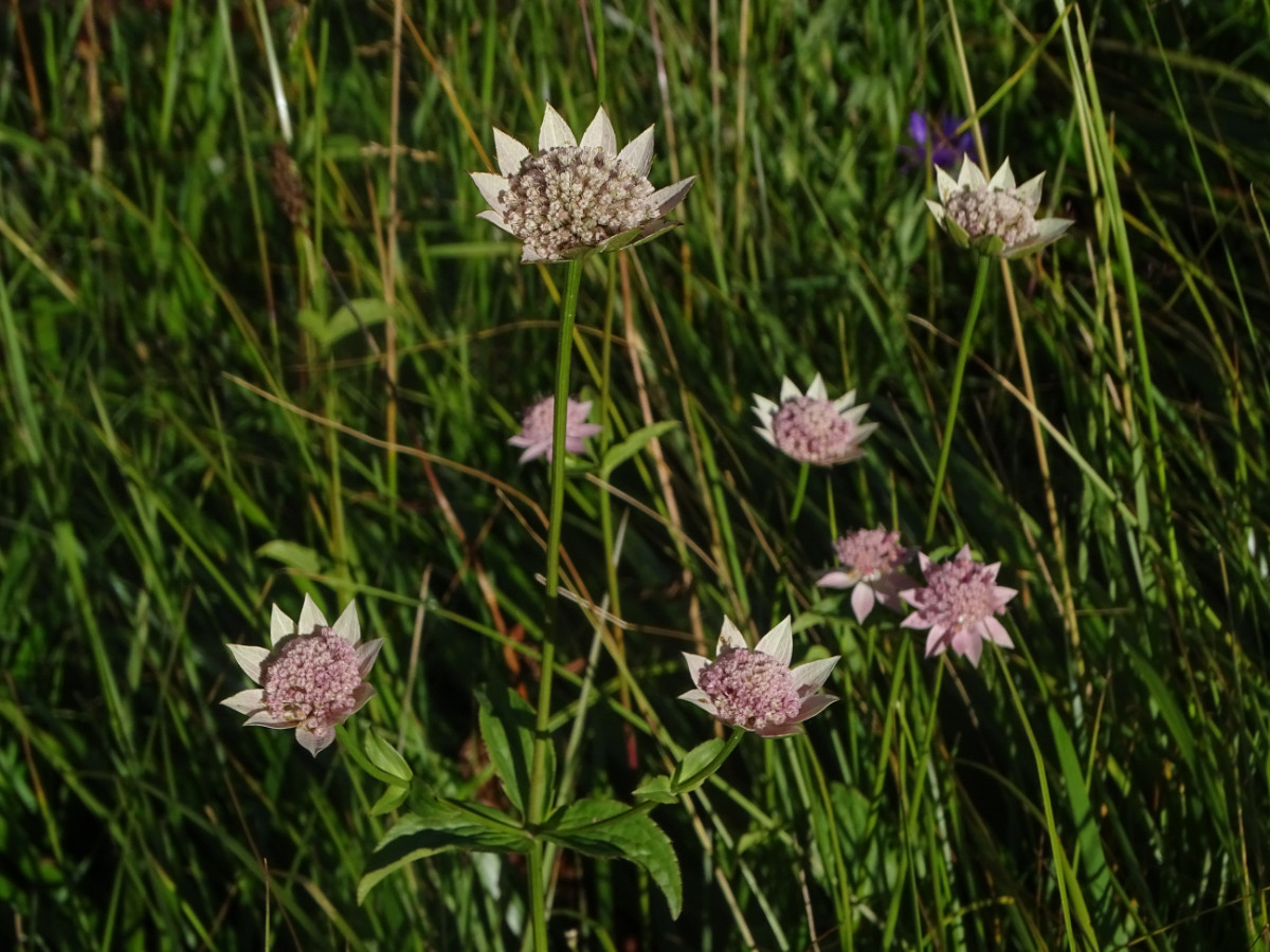 Astrantia 3.JPG