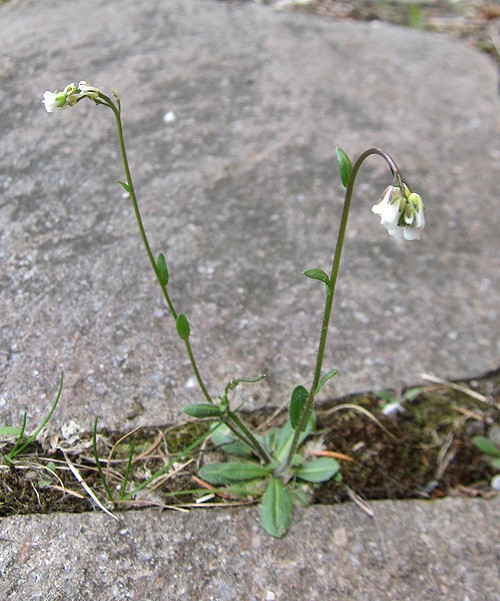 arabis.ciliata.cf2.jpg