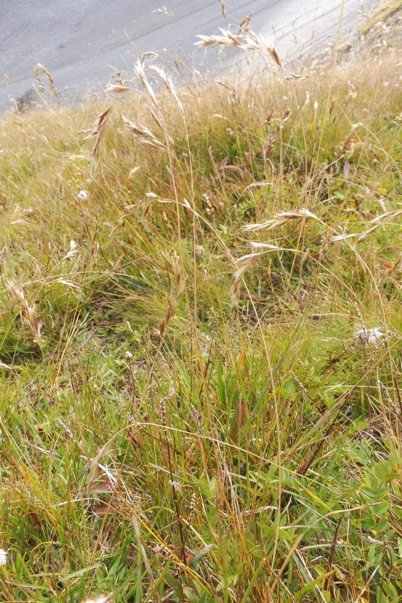 Helictotrichon 1.JPG