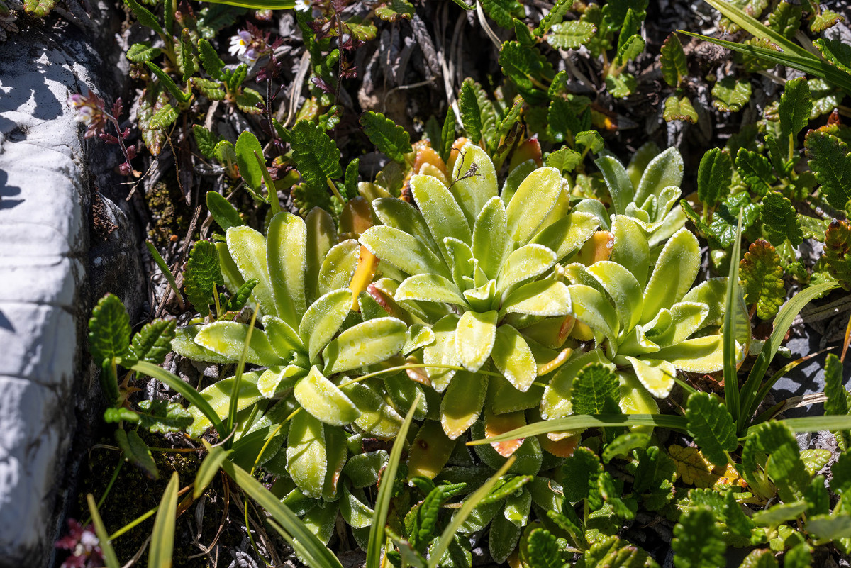 FRAGE_Saxifraga hostii_ssp_rhaetica_Stelvio_01.jpg