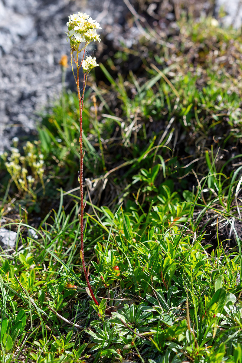 FRAGE_Saxifraga hostii_ssp_rhaetica_Stelvio_02.jpg
