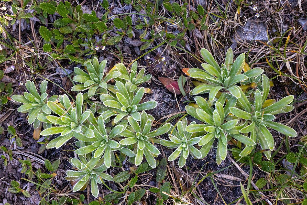 FRAGE_Saxifraga hostii_ssp_rhaetica_Stelvio_04.jpg