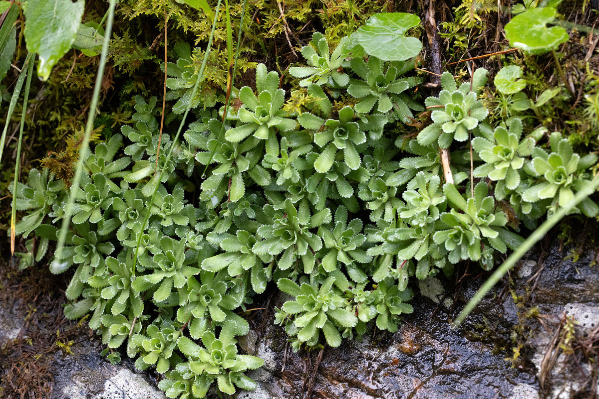 FRAGE_Saxifraga hostii_ssp_rhaetica_Martelltal_01.jpg