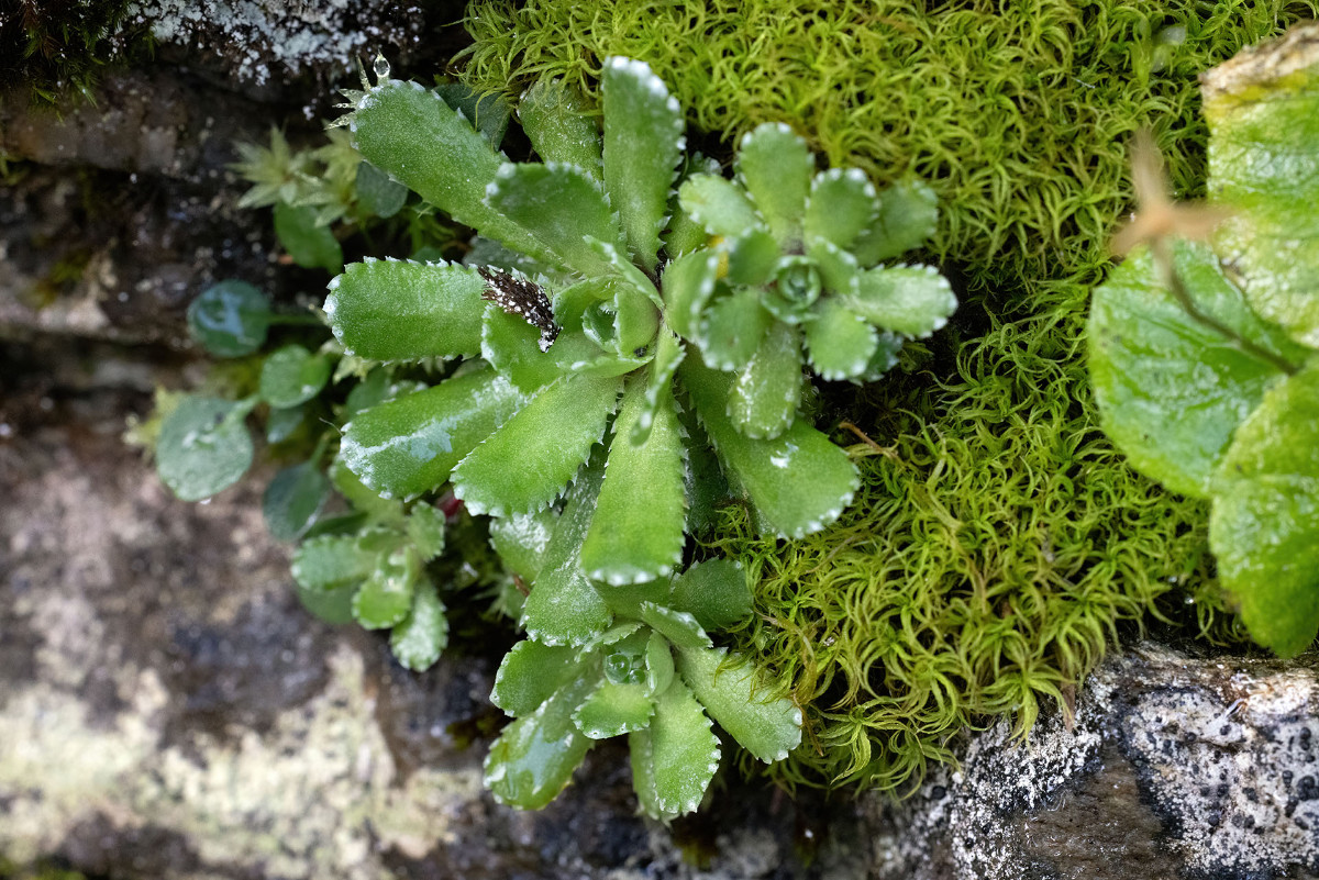 FRAGE_Saxifraga hostii_ssp_rhaetica_Martelltal_02.jpg