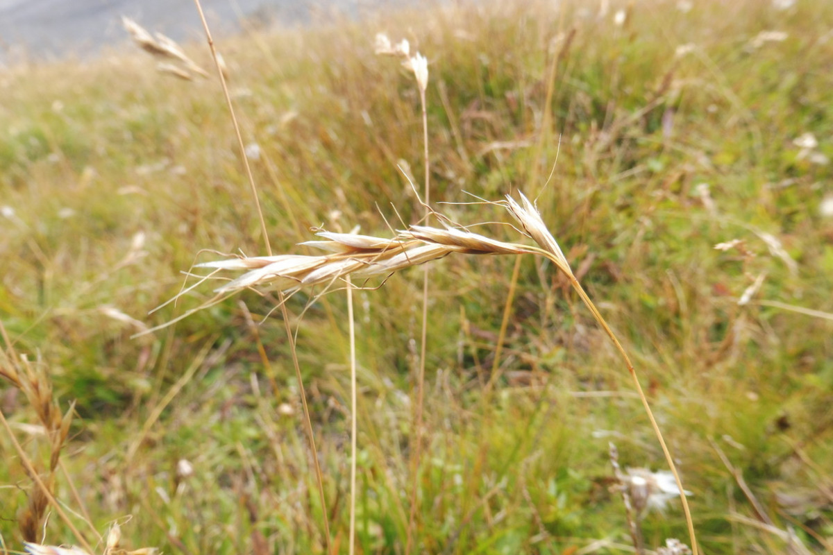Helictotrichon 2.JPG