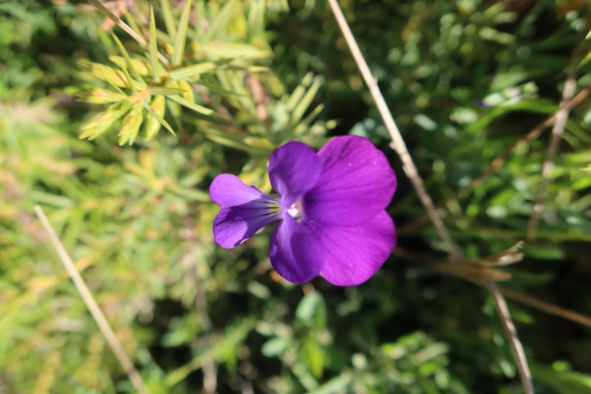 Viola acroceraunensis Hotove-Dangelli.JPG