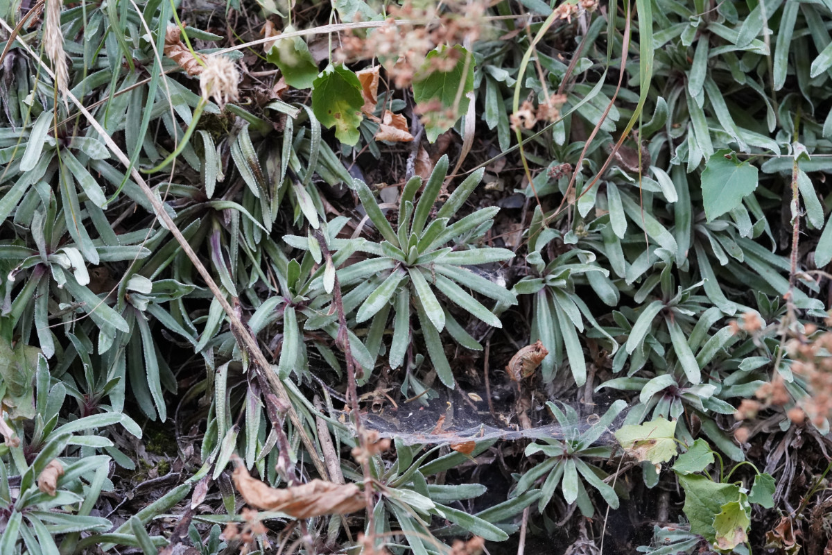 subsp. rhaetica.JPG