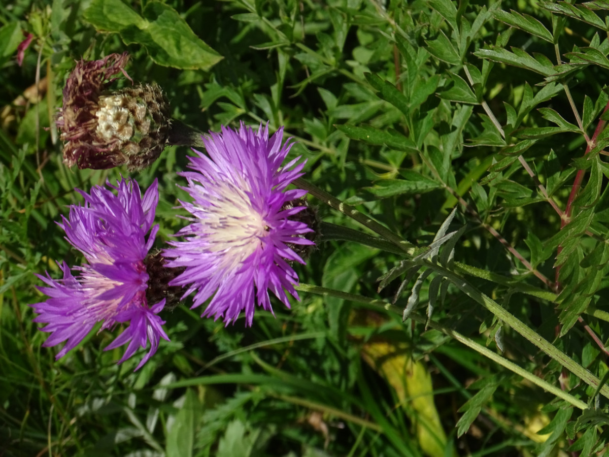 Centaurea cf. scabiosa.JPG