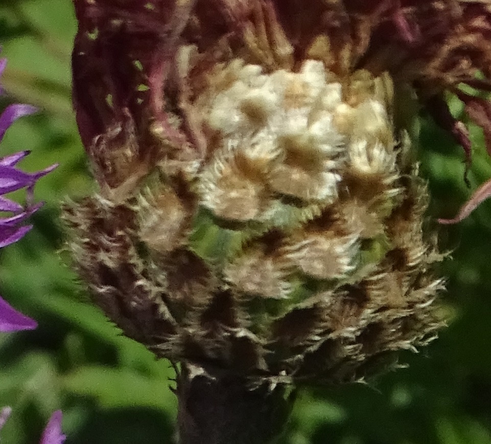 Centaurea cf. scabiosa2.JPG