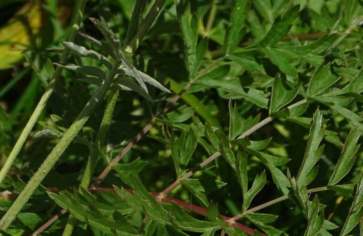 Centaurea cf. scabiosa3.jpg