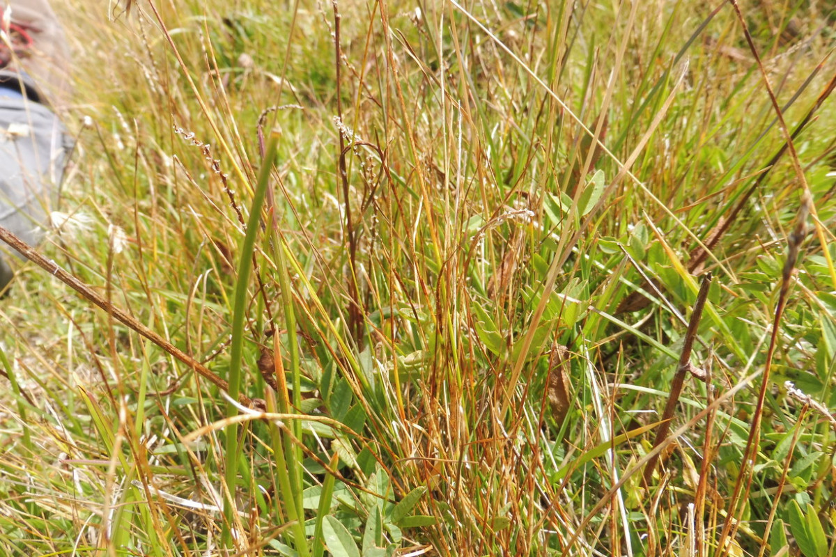 Helictotrichon 3.JPG