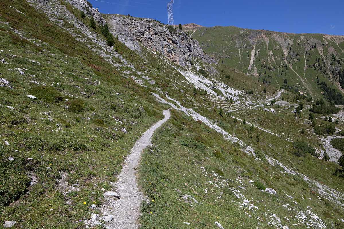 FRAGE_Crepis kerneri_Habitat_Stelvio_01.jpg