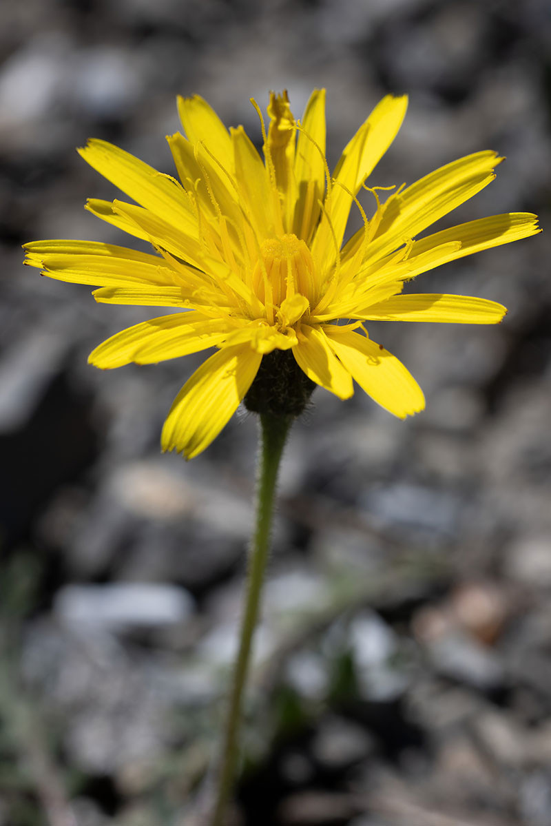 FRAGE_Crepis kerneri_Stelvio_02.jpg