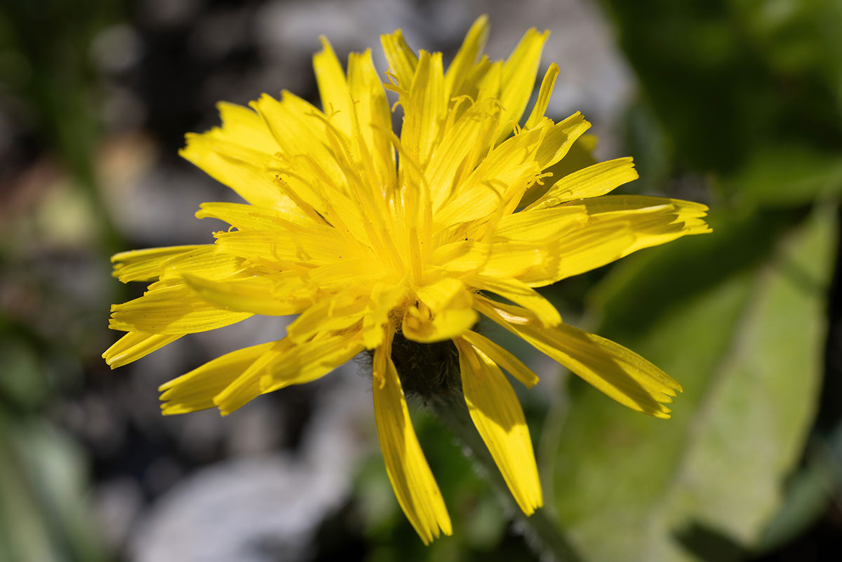 FRAGE_Crepis kerneri_Stelvio_04.jpg