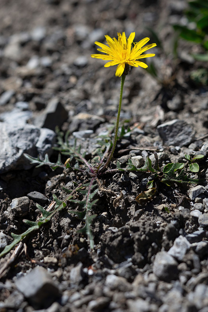 FRAGE_Crepis kerneri_Stelvio_05.jpg