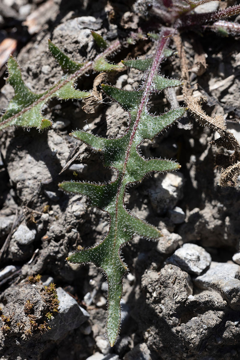 FRAGE_Crepis kerneri_Stelvio_06.jpg