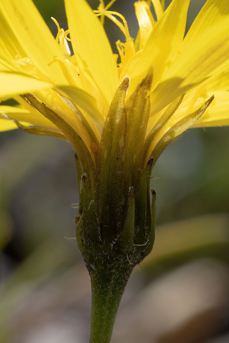 FRAGE_Crepis kerneri_Stelvio_07.jpg