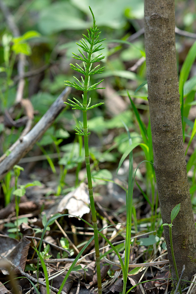FRAGE_Equisetum pratense_Wiesen-Schachtelhalm_6637.jpg