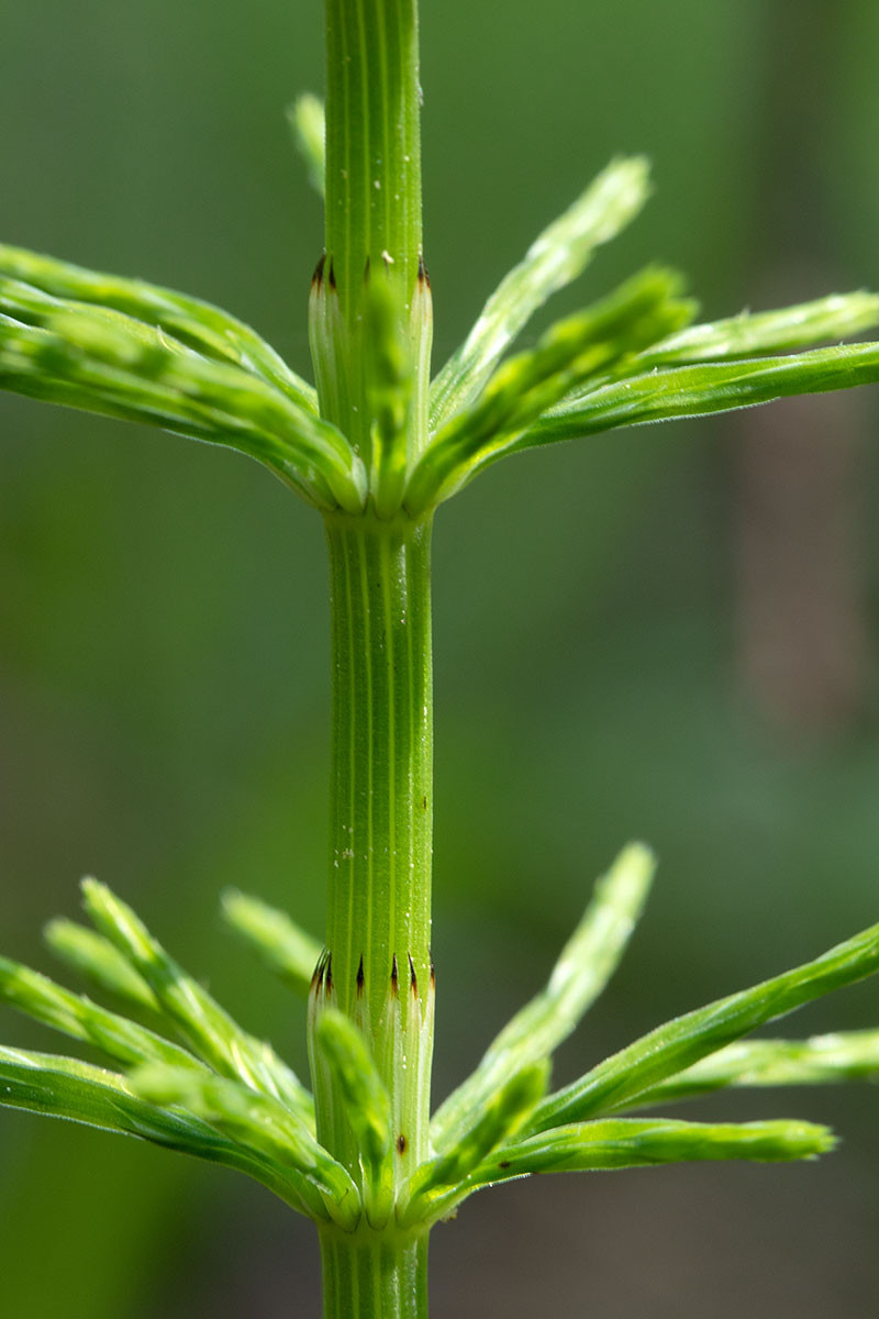 FRAGE_Equisetum pratense_Wiesen-Schachtelhalm_6639.jpg
