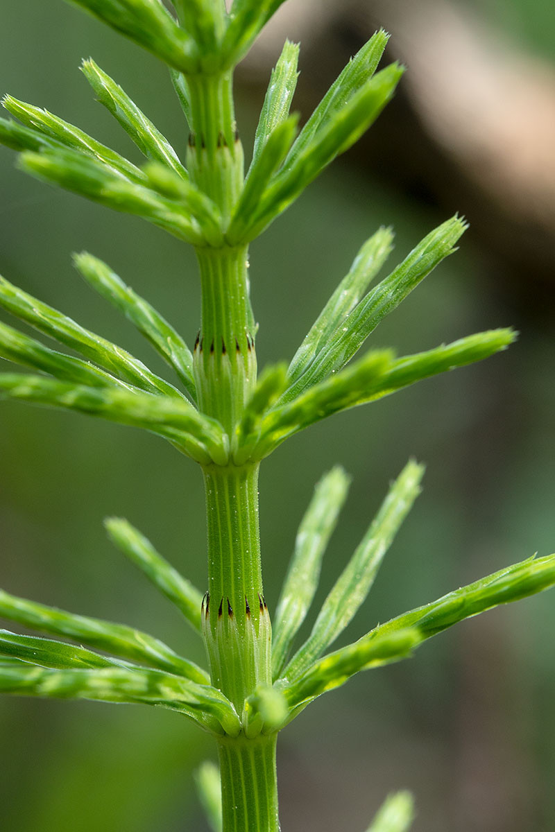 FRAGE_Equisetum pratense_Wiesen-Schachtelhalm_6640.jpg