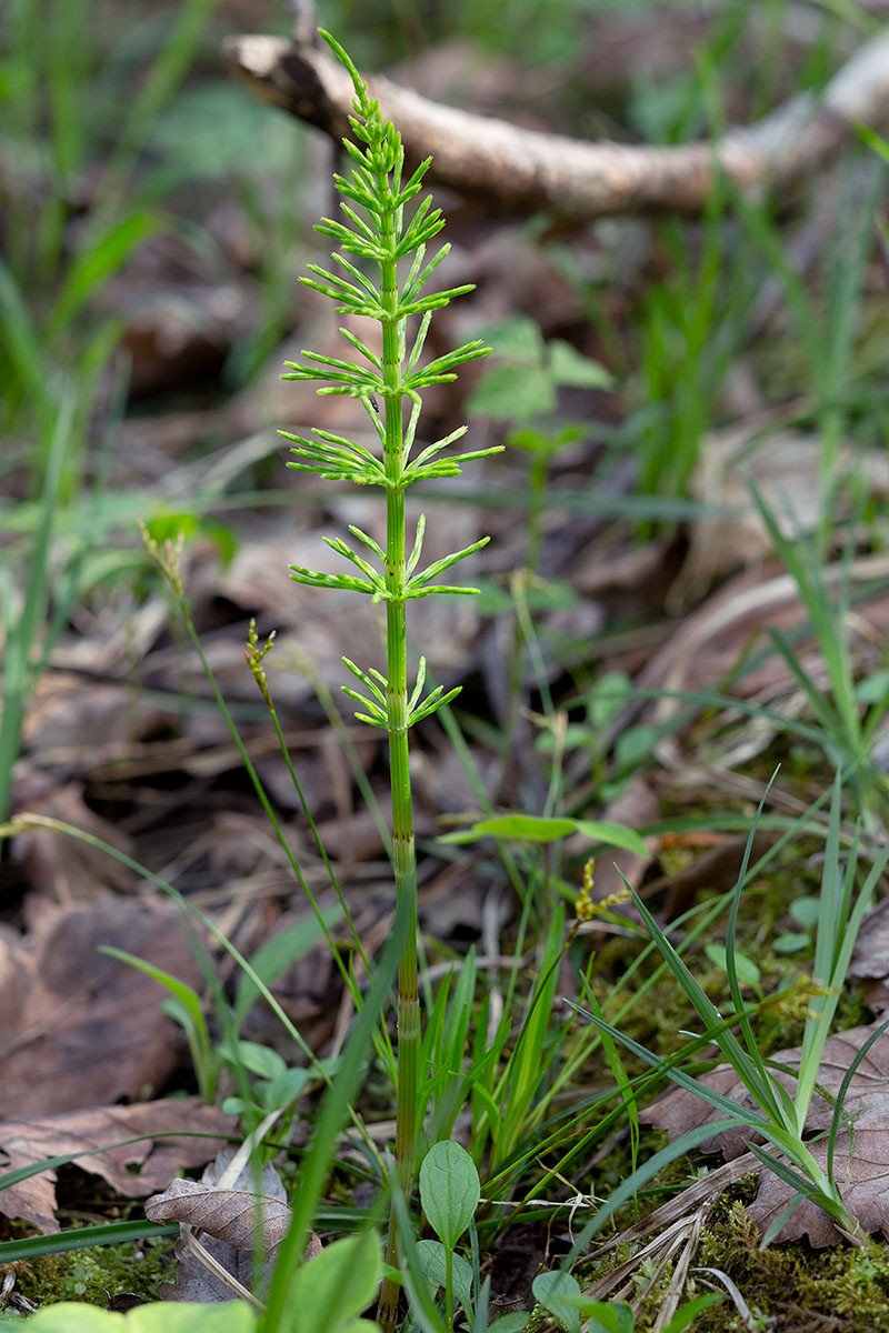 FRAGE_Equisetum pratense_Wiesen-Schachtelhalm_mit_carex ornithopoda_6638.jpg