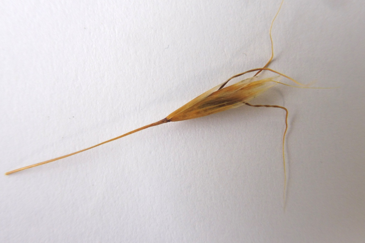 Helictotrichon 5.JPG