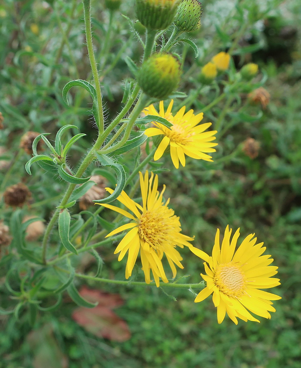 Springer-Asteraceae-Stadelheim-Img_1609.jpg