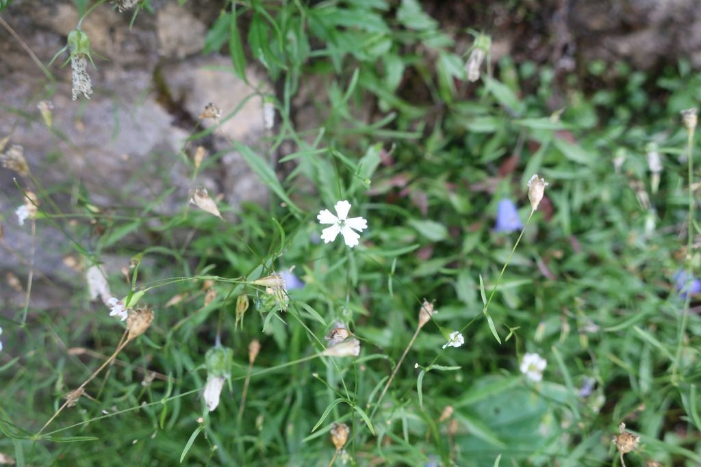2022-08-20_Heliosperma pusillum 1_Bockbachtal.jpg