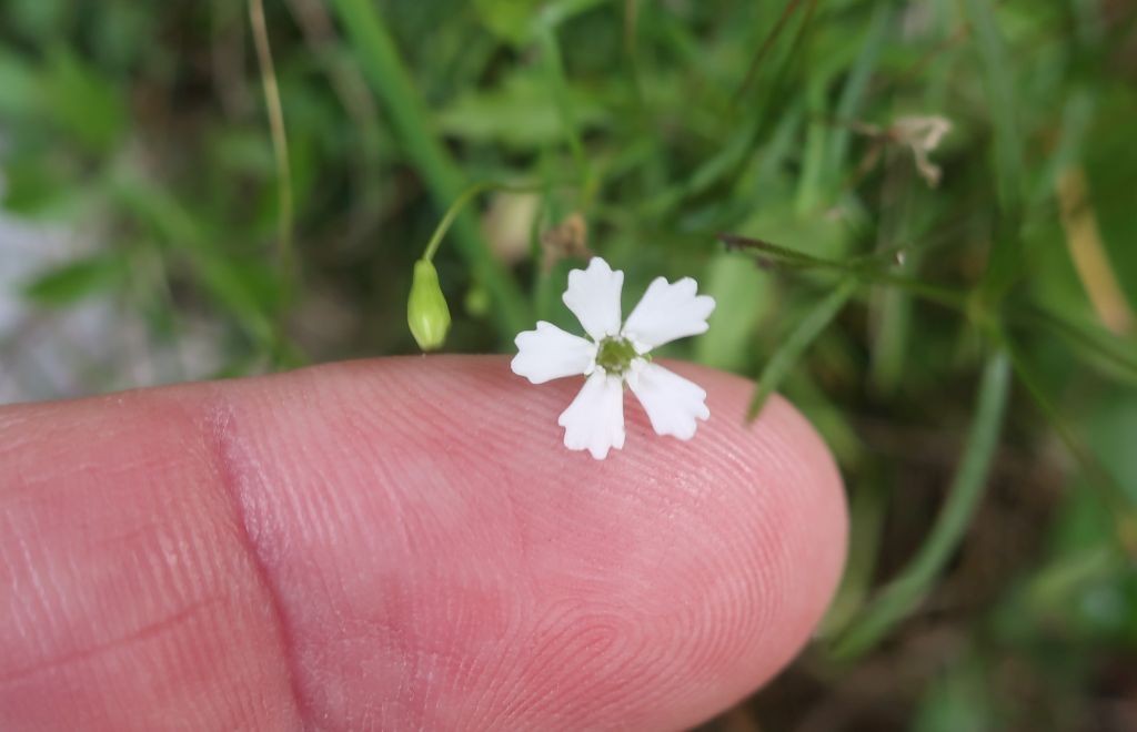 2022-08-20_Heliosperma pusillum 6_Bockbachtal.jpg