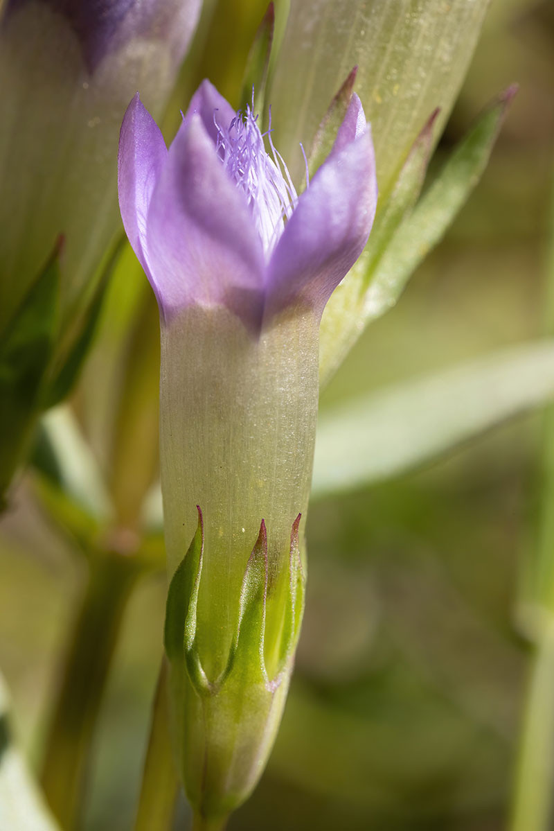 FRAGE_Gentianella amarella_01.jpg