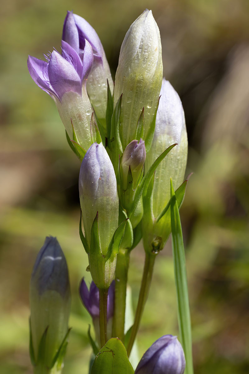 FRAGE_Gentianella amarella_02.jpg