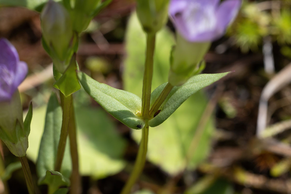 FRAGE_Gentianella amarella_03.jpg